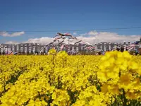那須ハートフルファーム 菜の花畑 ひまわり畑 愛込の写真・動画_image_1380559