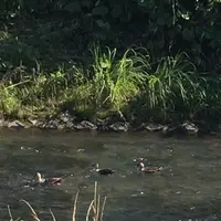 村田川の写真・動画_image_1381227