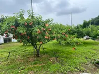 桃茂実苑観光農園の写真・動画_image_1388173