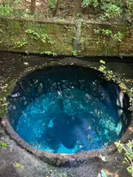 柿田川湧水群の写真・動画_image_1389362