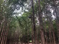 ソウルの森/ソウルスッ/서울숲の写真・動画_image_1392771