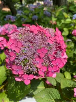 あじさいの杜の写真・動画_image_1393783