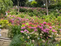 あじさいの杜の写真・動画_image_1393786