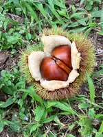 ショコロンファーム市ノ澤栗園当日予約可焼き栗土日祝のみOPEN（発送不可）の写真・動画_image_1393827