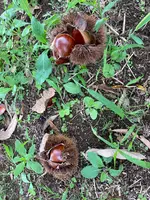 ショコロンファーム市ノ澤栗園当日予約可焼き栗土日祝のみOPEN（発送不可）の写真・動画_image_1393830