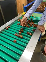 ショコロンファーム市ノ澤栗園当日予約可焼き栗土日祝のみOPEN（発送不可）の写真・動画_image_1393831