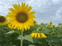 おかしの時間の写真・動画_image_1398000