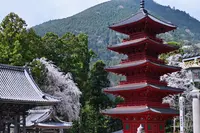 身延山 久遠寺の写真・動画_image_1401128