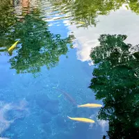 忍野八海の写真・動画_image_1415688