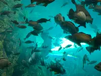 上越市立水族博物館 うみがたり（旧：上越市立水族博物館）の写真・動画_image_1419703