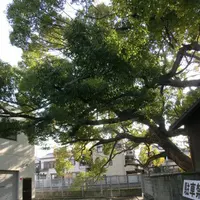 稗島の樟の写真・動画_image_141971