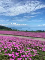 びわ湖のみえる丘の写真・動画_image_1426366