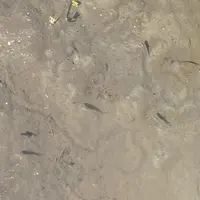 ラコリーナ近江八幡の写真・動画_image_1426397