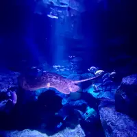 すみだ水族館の写真・動画_image_1459531