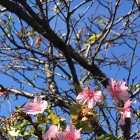 村田川の写真・動画_image_1472111