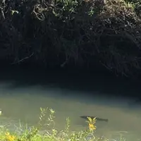 村田川の写真・動画_image_1472112