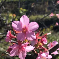 村田川の写真・動画_image_1472113