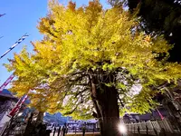 筒賀の大銀杏の写真・動画_image_1480827