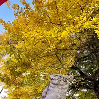 筒賀の大銀杏の写真・動画_image_1480829