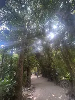 備瀬のフクギ並木の写真・動画_image_1494985