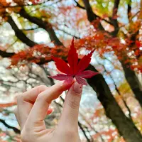 新宿御苑の写真・動画_image_1509774