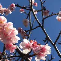 皇居東御苑の写真・動画_image_1532981