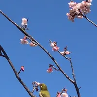 皇居東御苑の写真・動画_image_1532982