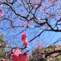 皇居東御苑の写真・動画_image_1532984