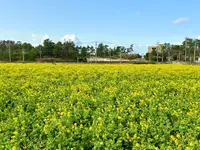 菜の花畑（福ふくの里）の写真・動画_image_1560242