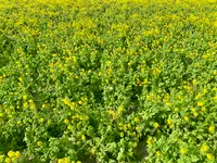 菜の花畑（福ふくの里）の写真・動画_image_1560244
