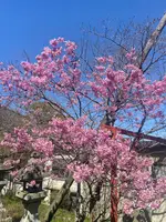 金比羅山の写真・動画_image_1568699