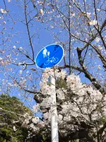 哲学の道の写真・動画_image_1571747