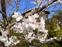 哲学の道の写真・動画_image_1571748