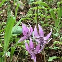 泉自然公園の写真・動画_image_1577247