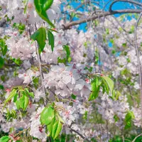 大阪城公園の写真・動画_image_1578131