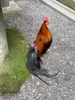 天岩戸神社西本宮の写真・動画_image_1579588