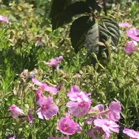 富田さとにわ耕園の写真・動画_image_1590869