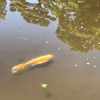 二の丸庭園の写真・動画_image_1591691