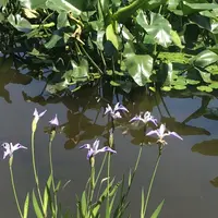 二の丸庭園の写真・動画_image_1591694