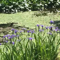 二の丸庭園の写真・動画_image_1591695