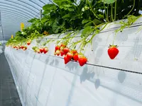 太陽社の写真・動画_image_1591869