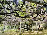 長正司公園 大藤棚の写真・動画_image_1596647