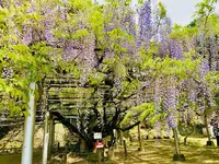長正司公園 大藤棚の写真・動画_image_1596648