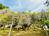 長正司公園 大藤棚の写真・動画_image_1596649