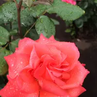 千葉市都市緑化植物園の写真・動画_image_1597205