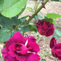 千葉市都市緑化植物園の写真・動画_image_1597206