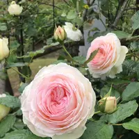 千葉市都市緑化植物園の写真・動画_image_1597208