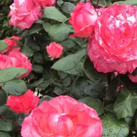 千葉市都市緑化植物園の写真・動画_image_1597209