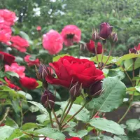 千葉市都市緑化植物園の写真・動画_image_1597210