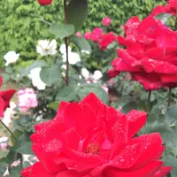 千葉市都市緑化植物園の写真・動画_image_1597211